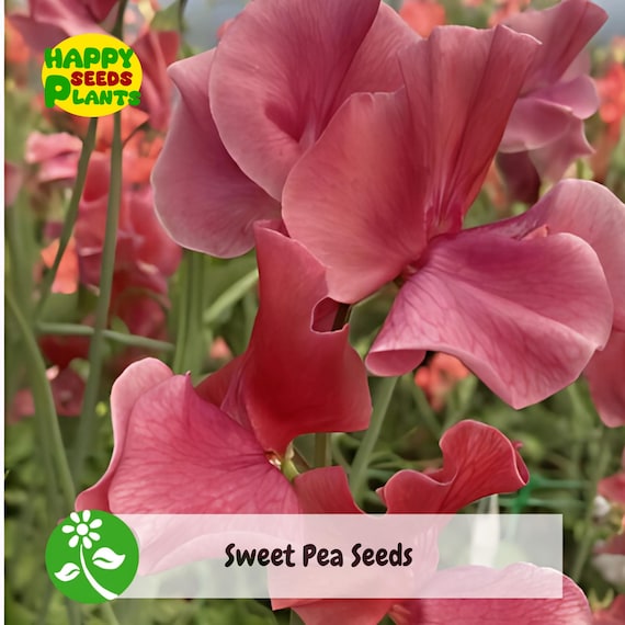 50+ MM Sweet Pea Seeds – Fragrant Climbing Flowers for Garden Planting