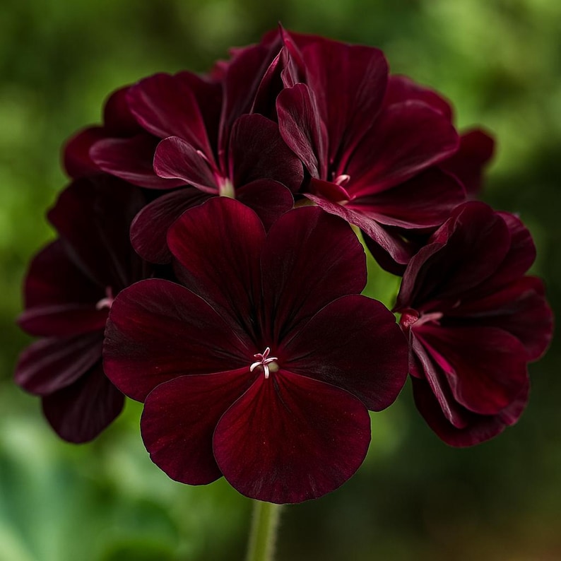 Puede incluir: Primer plano de un grupo de flores de geranio de color burdeos intenso. Los p&eacute;talos son aterciopelados y tienen un centro oscuro, casi negro. La flor tiene un peque&ntilde;o centro blanco y se encuentra sobre un fondo verde borroso. La flor est&aacute; en un tallo verde.