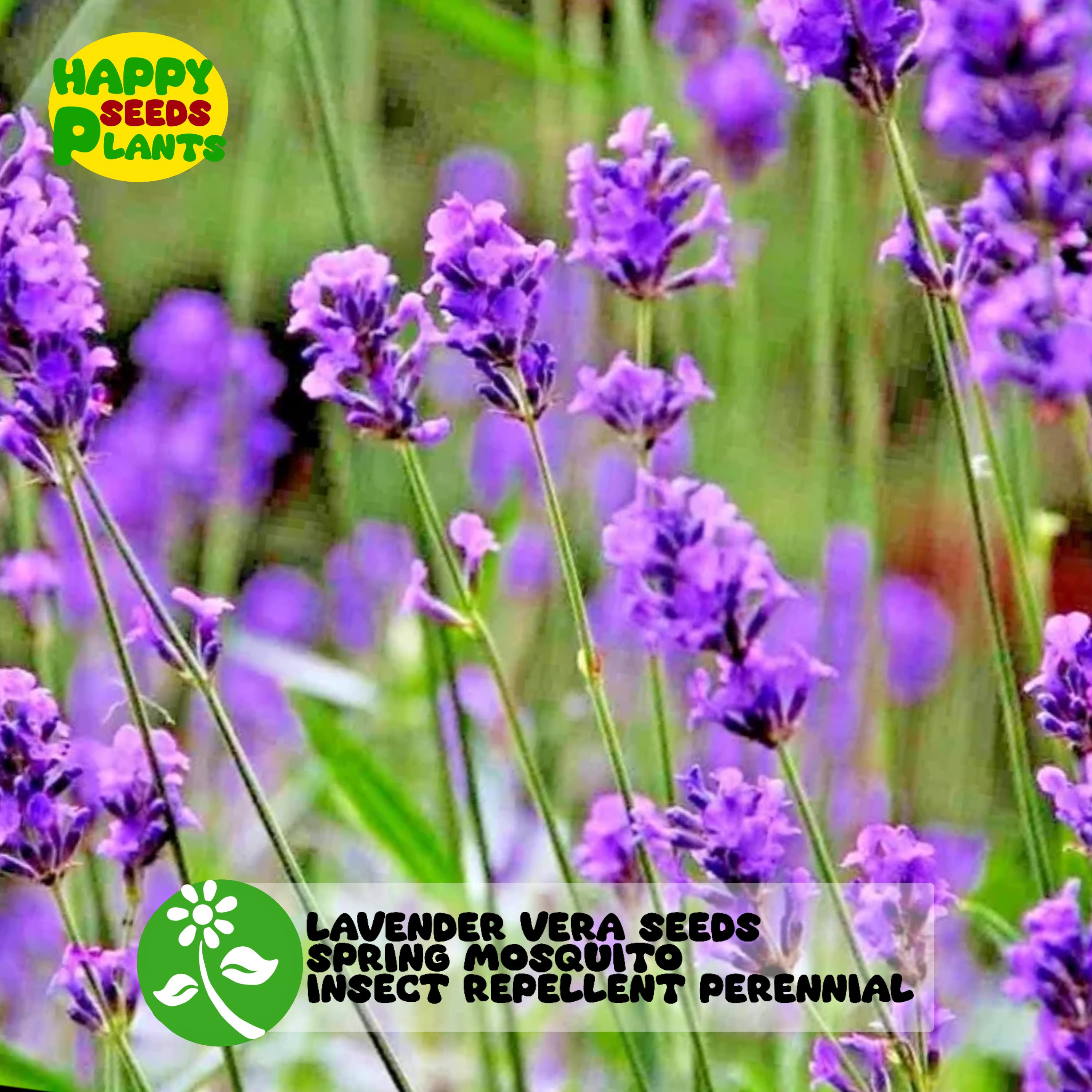 1200+ Lavender Vera Seeds Spring Mosquito Insect REPELLENT PERENNIAL