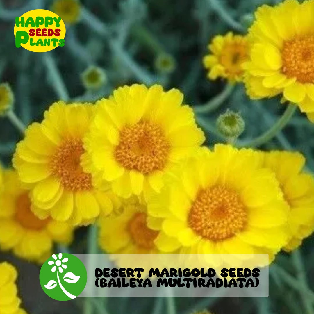 50+ Seeds Desert Marigold Seeds Baileya Multiradiata - Etsy