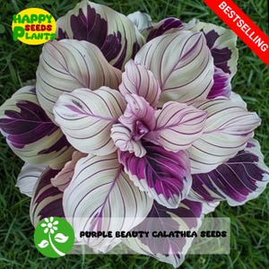 25+ Purple Beauty Calathea Seeds for Garden Planting