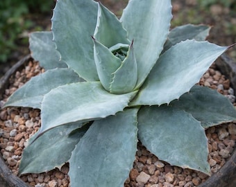 Agave parrasana cv ‘Impressionist’ VARIEGATED 4-6cm