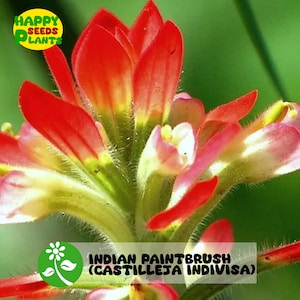 300 seeds Rare Indian Paintbrush Castilleja Indivisa Exotic
