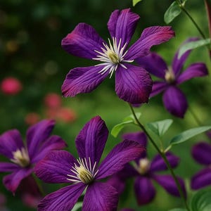 May include: Close-up of vibrant purple clematis flowers with white stamens and yellow centers. The petals have a textured appearance and a darker purple edge. Green leaves and stems are also visible, with a blurred green background.