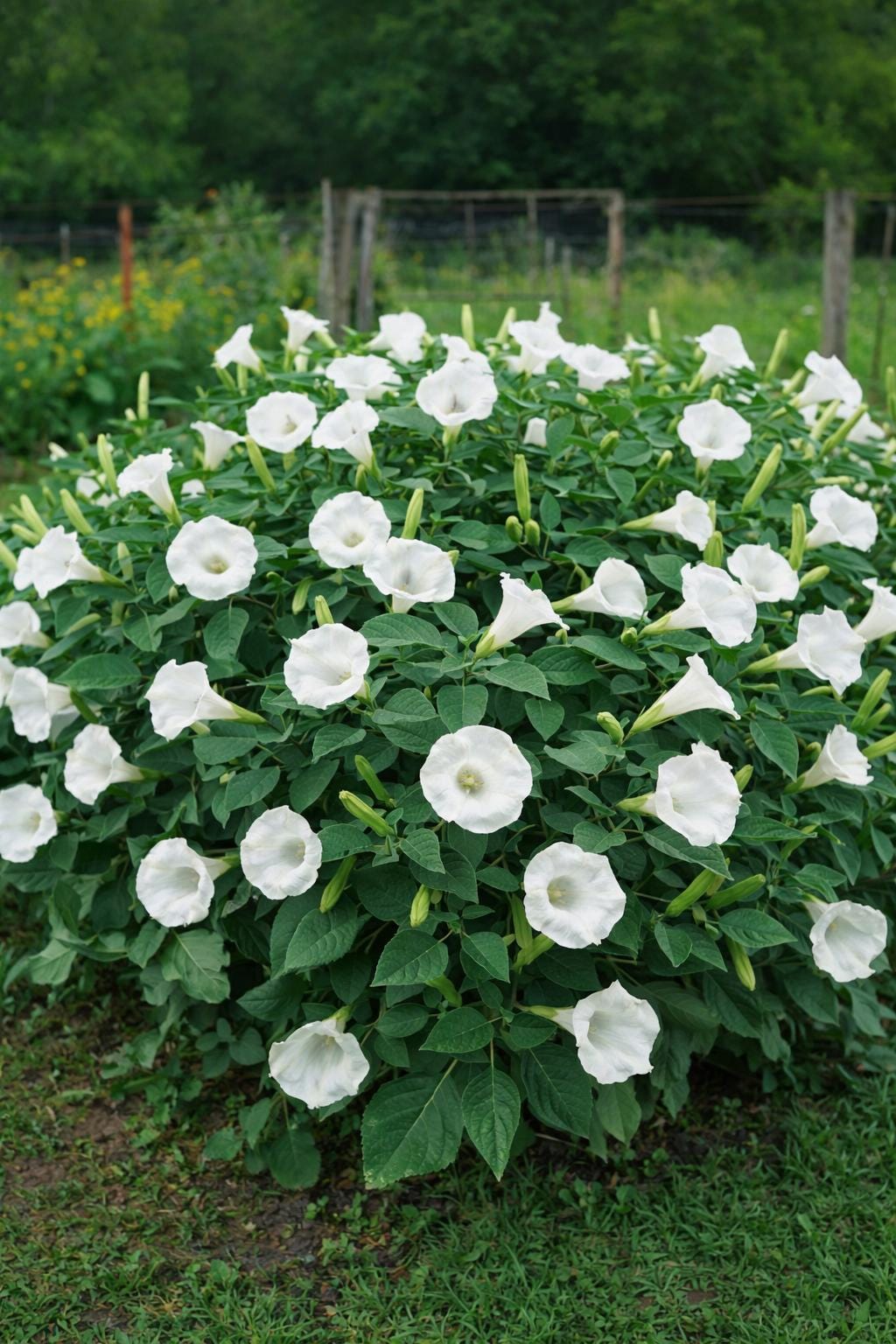 Moonflower Plant - Etsy
