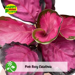 Calathea Couture - Etsy