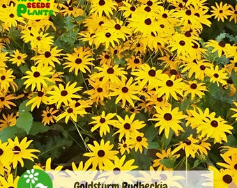 200+ Goldsturm Rudbeckia Seeds | Black Eyed Susan Perennial Flowers