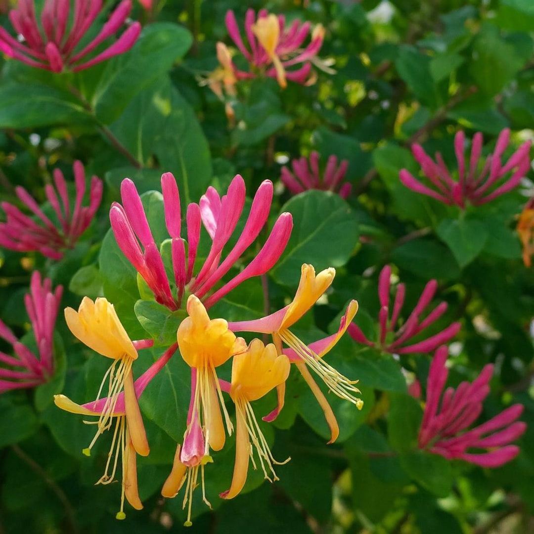 Lonicera Flame Gold Vine Honeysuckle Live Plant 2.5" Pot | Hardy Climbing  Vine | Fragrant Flowers - Etsy