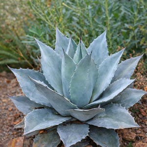 May include: A close-up of a large, blue-green agave plant with sharp, spiky leaves. The plant is surrounded by small rocks and other greenery. The tips of the leaves are dark brown.