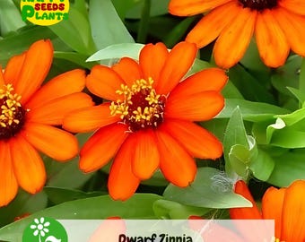 50++ Profusion Orange Dwarf Zinnia Seeds