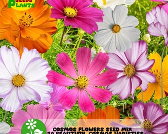 Cosmos Flower Seed Mix: 10 Garden Varieties, Attracts Pollinators