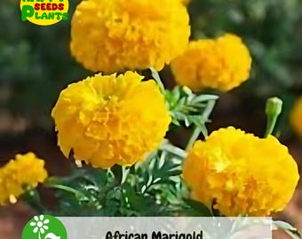 50+ Seeds (Tagetes erecta) Jumbo Mixed Orange & Yellow mix