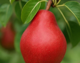 25+ Red Clapp’s Favorite Pear Seeds | Heirloom Pear Tree | Sweet Early Fruit | Garden Planting