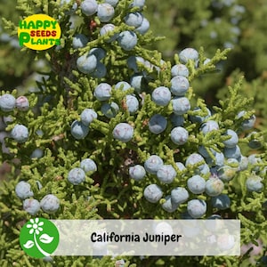 May include: Close-up of a California Juniper plant with blue-gray berries and green foliage. The image includes the text "Happy Seeds Plants" in a yellow circle and "California Juniper" in a white rectangle.