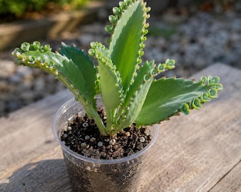 2 unidades de Kalanchoe Daigremontiana (Madre de Miles), planta suculenta enraizada de 7,5-10 cm (tipo sombrero mexicano), a raíz desnuda.