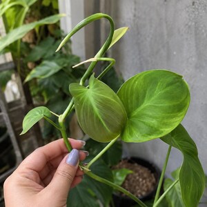 May include: A Philodendron plant featuring vibrant green, heart-shaped leaves with prominent veins. The plant has a slender, light green stem and a new, tightly curled leaf unfurling at the top, showcasing a smooth texture and bright green color.