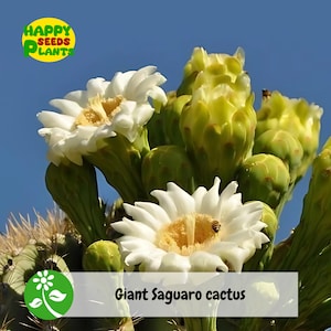 50 seeds Giant Saguaro cactus seeds (Carnegiea gigantea)