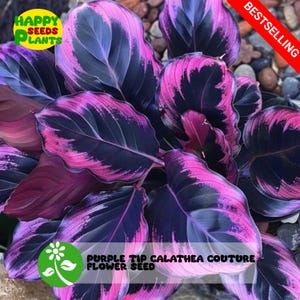 25+ Seeds Purple Tip Calathea Couture Flower