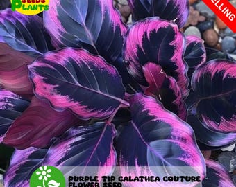25+ Seeds Purple Tip Calathea Couture Flower