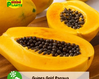 25+ Guinea Gold Papaya Seeds | Exotic Tropical Fruit Garden Planting