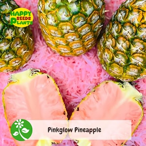 15+ Pinkglow Pineapple Seeds for Garden Planting