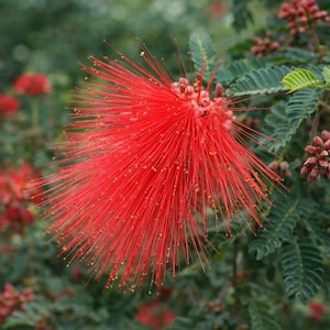 May include: A vibrant red powderpuff flower in full bloom, showcasing a burst of long, slender stamens radiating outwards. The flower is set against a backdrop of lush green foliage, with other flowers and buds visible in the background.