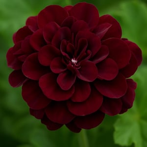 25+ Dark Burgundy Ivy Leaf Geranium Seeds | Unique Garden Flowers