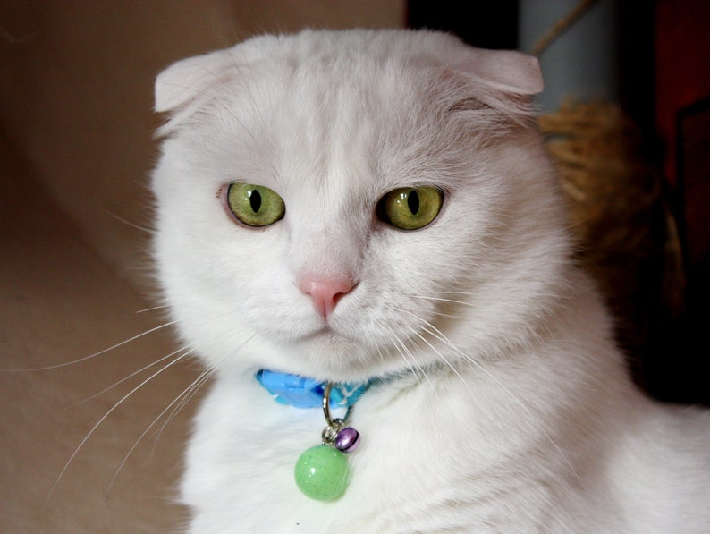 Glow in the Dark cat collar Cute dog collar Glowing pet ...
