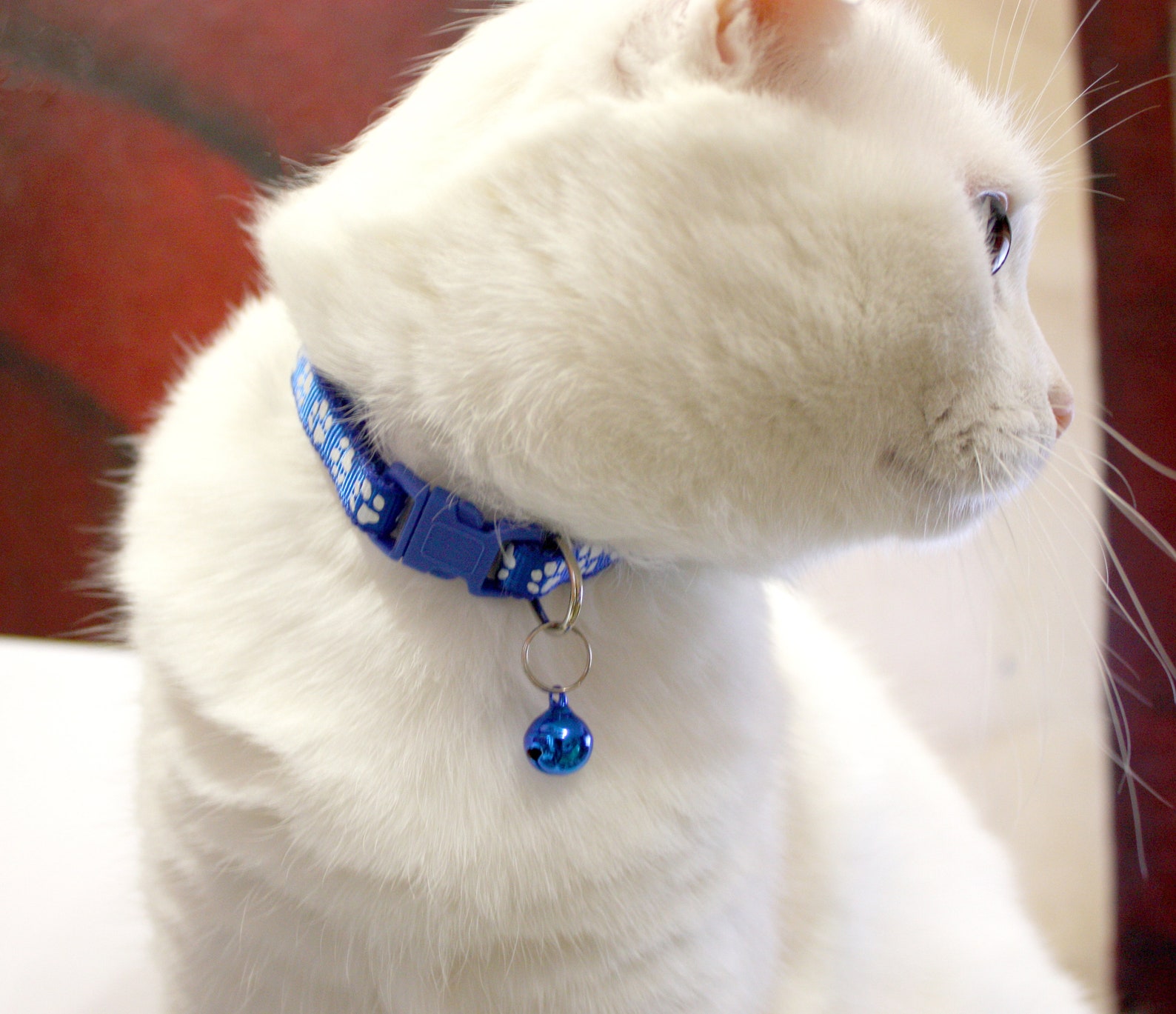 breakaway cat collar breakaway cat collar