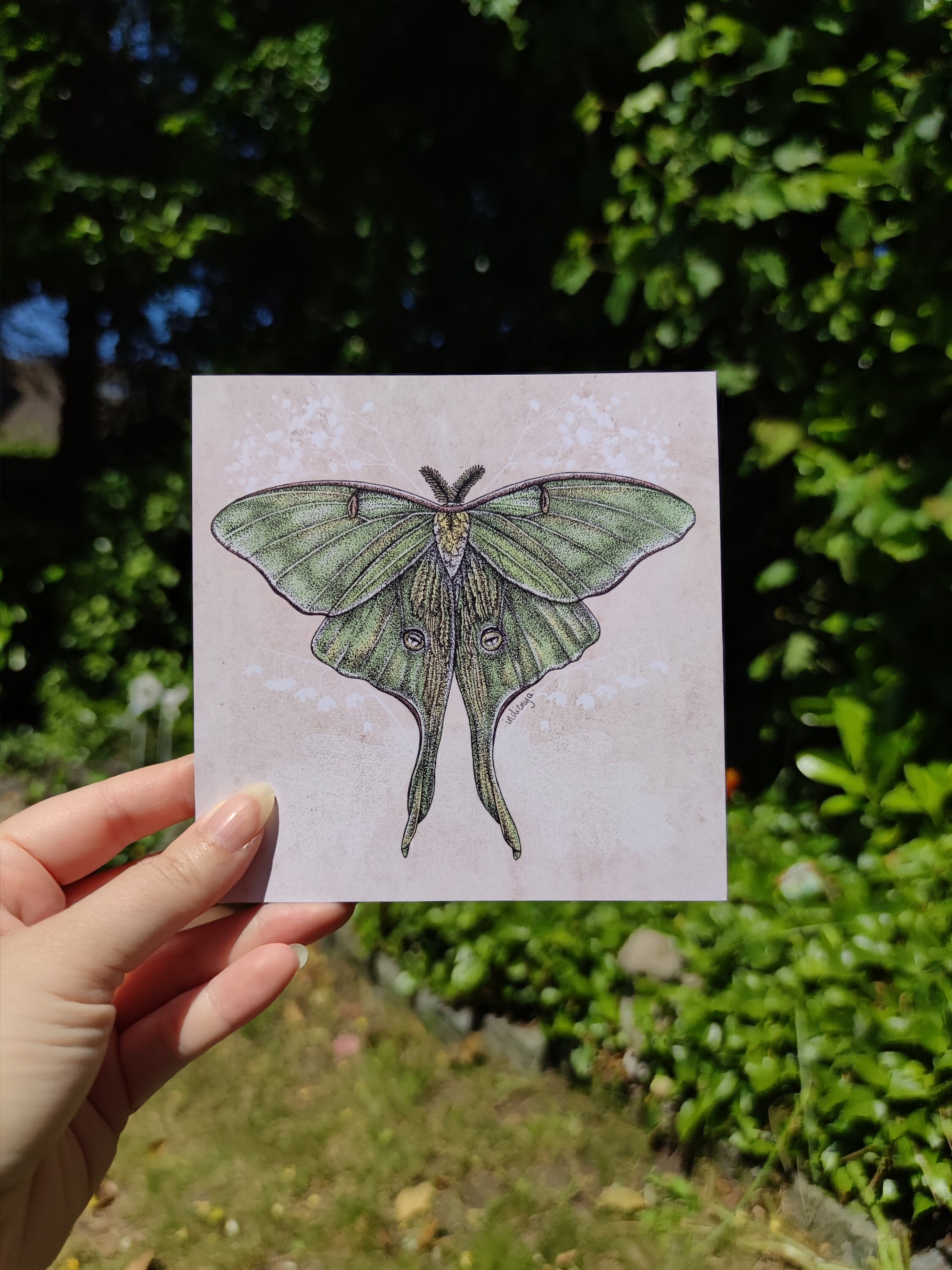 Luna Moth Art Print | Vintage Artwork | Insect Drawing - Etsy