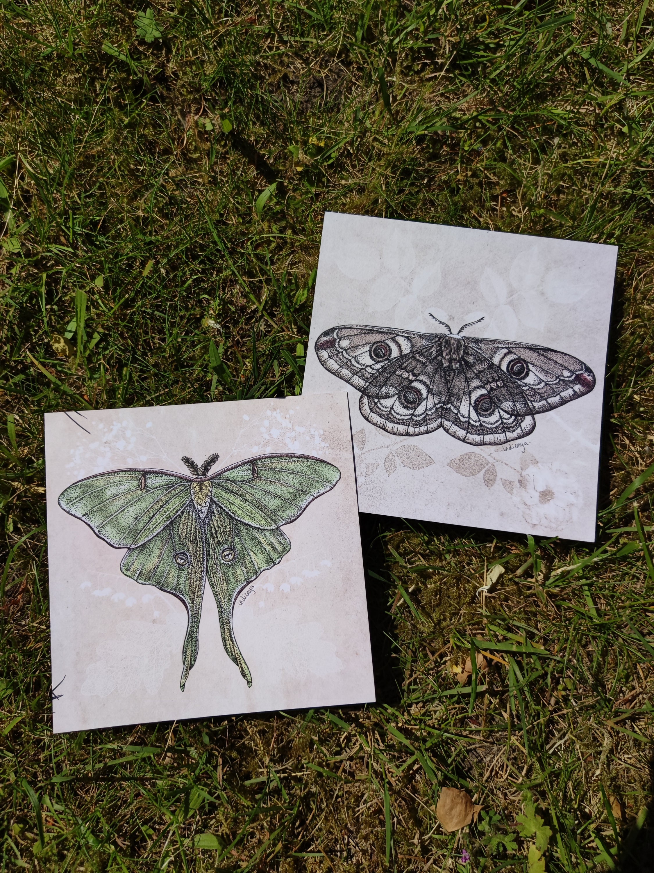 Luna Moth Art Print | Vintage Artwork | Insect Drawing - Etsy