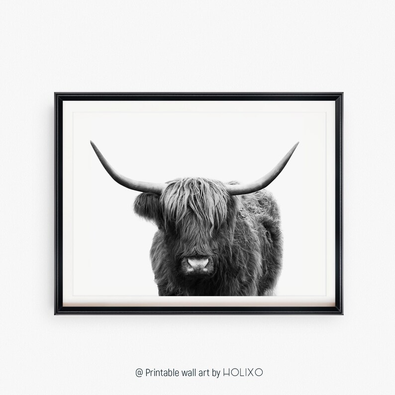 Pode incluir: Fotografia em preto e branco de uma vaca Highland com p&ecirc;lo longo e felpudo. A vaca est&aacute; olhando diretamente para a c&acirc;mera com uma express&atilde;o s&eacute;ria.