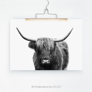 Pode incluir: Fotografia a preto e branco de uma vaca Highland com p&ecirc;lo comprido e felpudo e grandes chifres. A vaca est&aacute; a olhar diretamente para a c&acirc;mara.