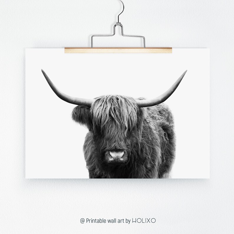 Pode incluir: Fotografia a preto e branco de uma vaca Highland com p&ecirc;lo comprido e felpudo e grandes chifres. A vaca est&aacute; a olhar diretamente para a c&acirc;mara.