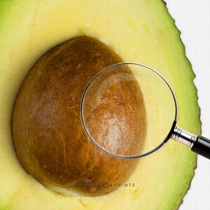 May include: A close-up of a halved avocado with a magnifying glass over the pit. The avocado is green and yellow, and the pit is brown. The magnifying glass is clear and has a black handle.