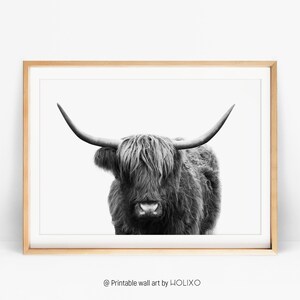 Pode incluir: Fotografia a preto e branco de uma vaca Highland com p&ecirc;lo comprido e felpudo e grandes chifres. A vaca est&aacute; a olhar diretamente para a c&acirc;mara.