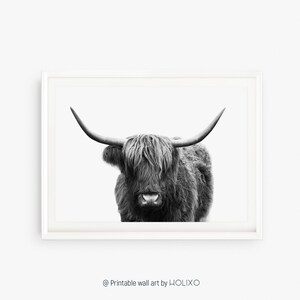 Pode incluir: Fotografia a preto e branco de uma vaca Highland com p&ecirc;lo comprido e felpudo e grandes chifres. A vaca est&aacute; a olhar diretamente para a c&acirc;mara.