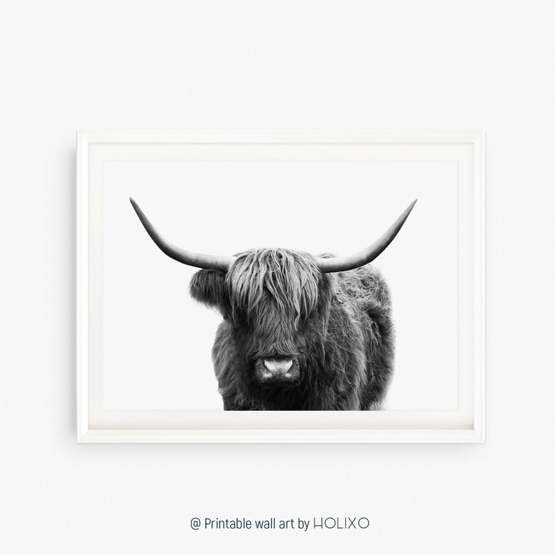 Pode incluir: Fotografia a preto e branco de uma vaca Highland com p&ecirc;lo comprido e felpudo e grandes chifres. A vaca est&aacute; a olhar diretamente para a c&acirc;mara.