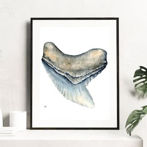Tiger Shark Tooth - Galeocerdo Cuvier - Tiger Custard