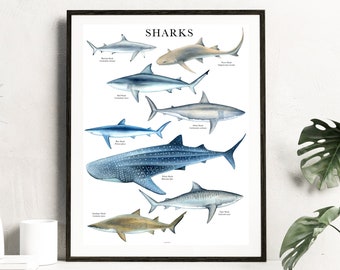 Shark Watercolor Poster, Shark Giclee Print, Whale shark poster, shark species wall art, Nursery Ocean animals Print, Beach house decor
