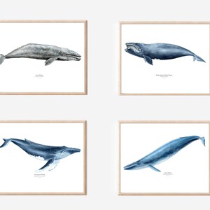 Set of 4 Whale Watercolor Print Set, Giclee Print set of 4, whale print, whale wall art, Nursery Ocean Animal Print set, Beach Print