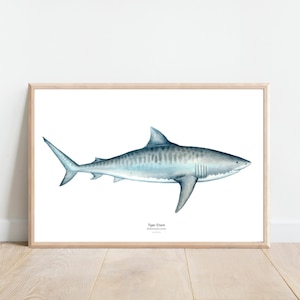 Tiger Shark Print, Shark watercolor print, shark watercolor painting, Ocean life watercolor,Nursery animal art, seacoastal print ocean