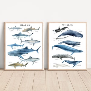 Shark and Whale Watercolor Poster Bundle, Shark Print set, Whale print set, shark wall art, Nursery Ocean animals Print, Beach house decor