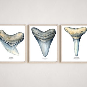 Shark tooth Print Set of 3, Shark Print bundle, Shark species Poster, Shark watercolor wall art, Nursery Kids room Shark art, coastal cowboy
