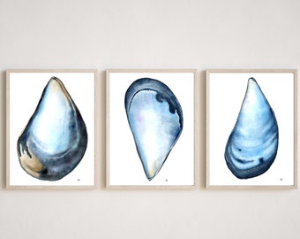 Mussel Shell Print SET OF 3, Seashell print, Shell print, Giclee print, Ocean print, Beach house wall art, Blue mussel art, Coastal decor