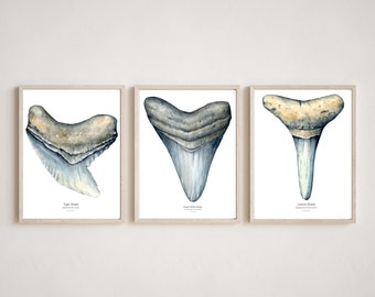 Shark tooth Print Set of 3, Shark Print bundle, Shark species Poster, Shark watercolor wall art, Nursery Kids room Shark art, coastal cowboy