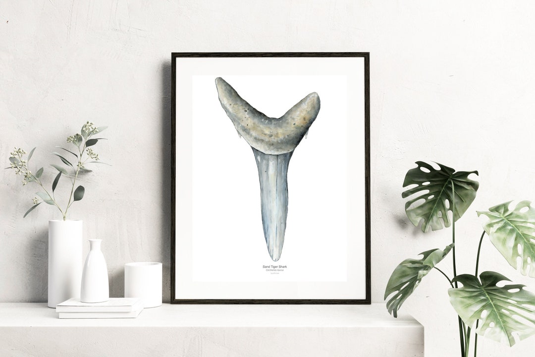 Sand Tiger Shark Tooth Print, Shark Tooth Print, Shark Tooth Art, Shark
