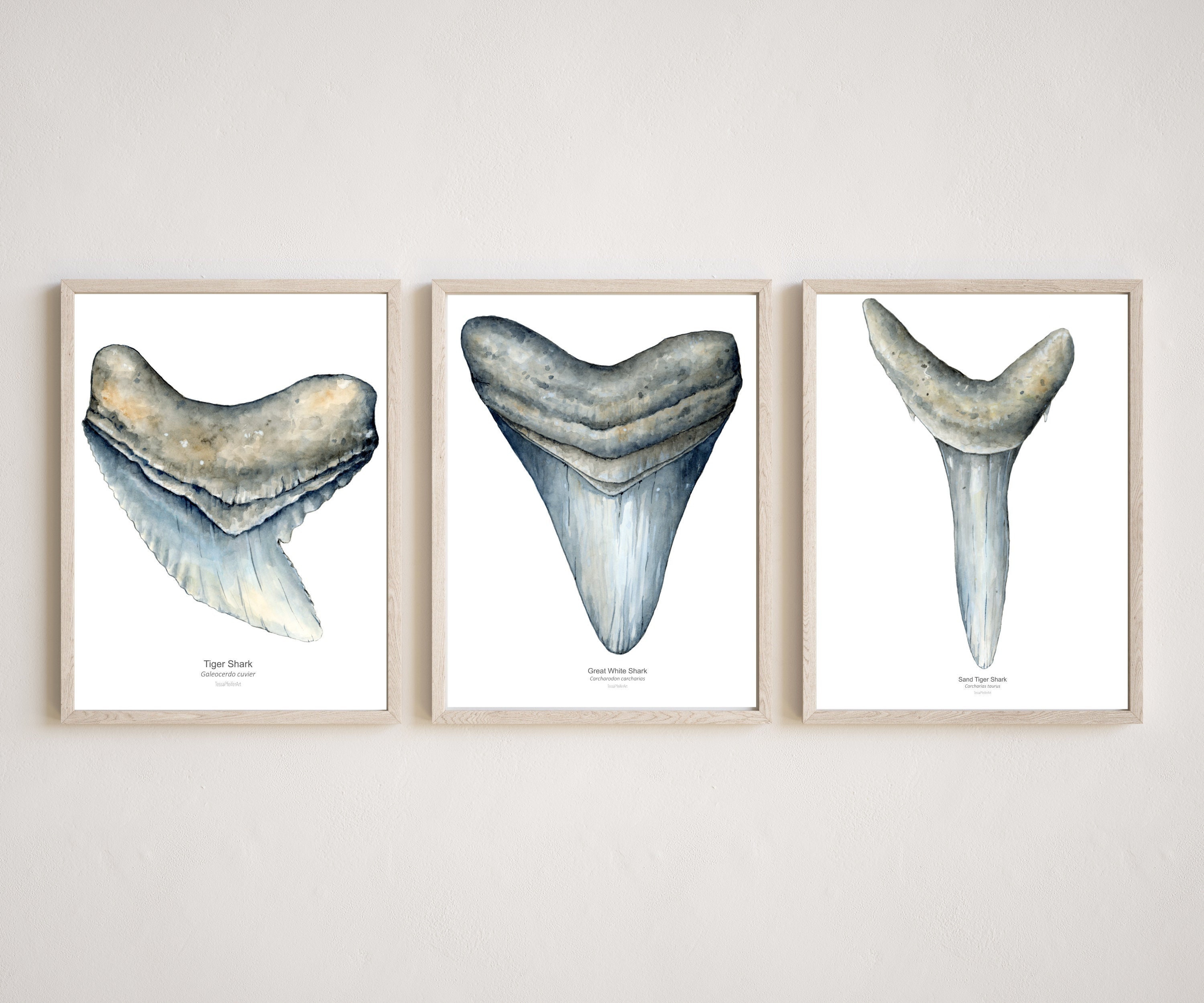 Shark tooth Print Set of 3, Shark Print bundle, Shark species Poster, Shark watercolor wall art, Nursery Kids room Shark art, Ocean print