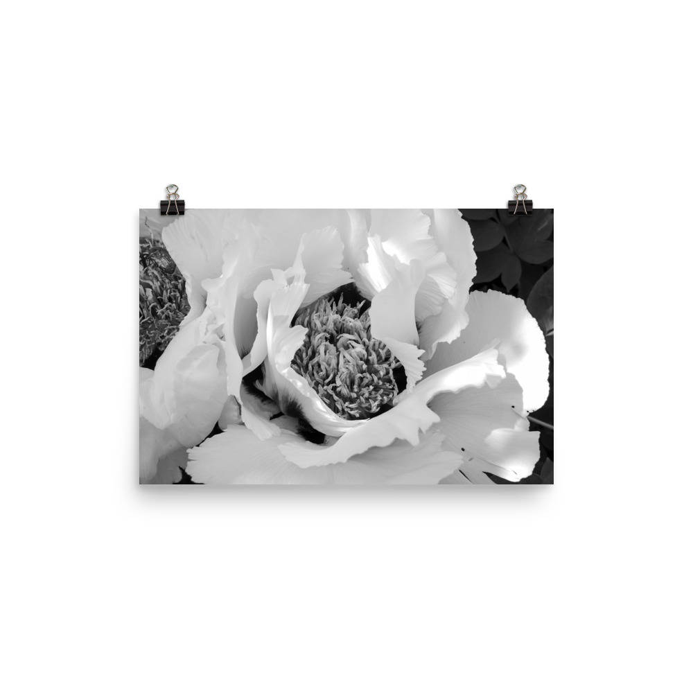 Tulip Wall Art Southern Decor Floral Photography Print Etsy