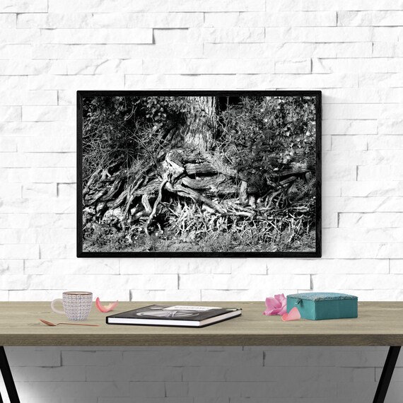Black And White Art Rustic Home Decor Framed Print Tree Roots Etsy